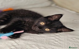 Scottish Fold cats for sale: Scottish straight x British short kittens  - Image 11