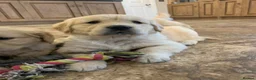 Golden Retriever dogs for sale: One girl remaining - Advert 25