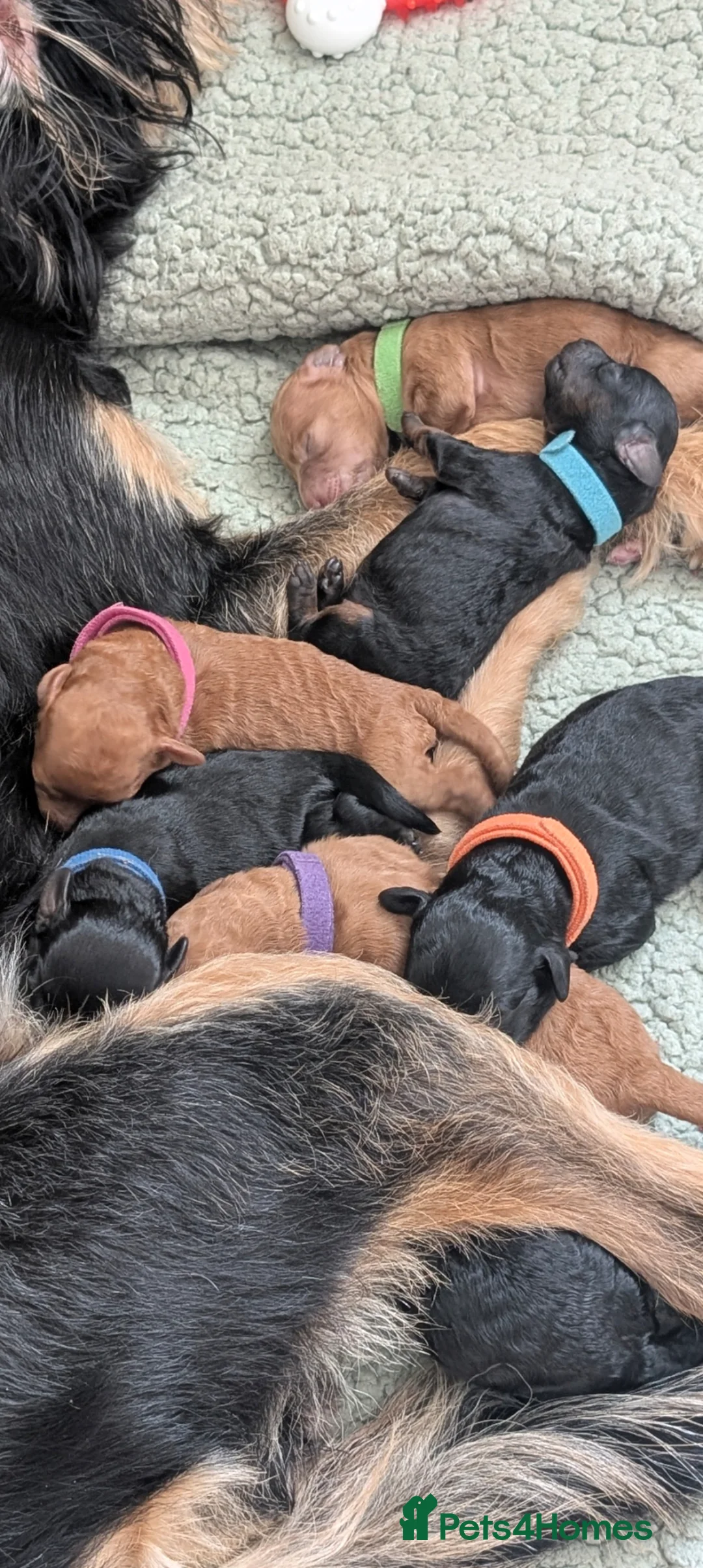 Jackapoo dogs for sale: FB1 jackapoo puppies 3 Remaining  in Stanley - Advert 1
