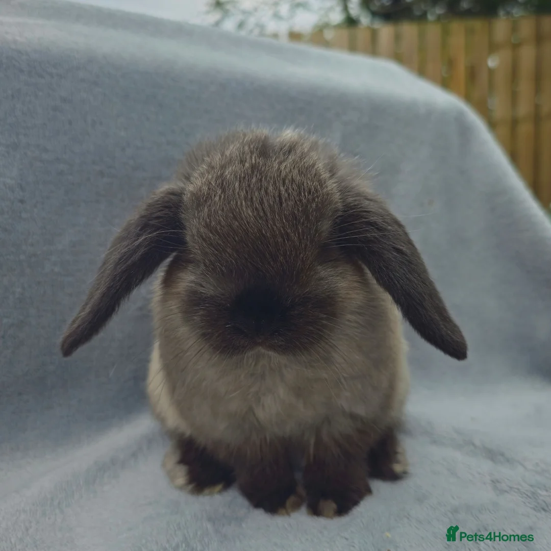 Mini Lop rabbits for sale: **wait list open** Beautiful mini lops - Advert 6