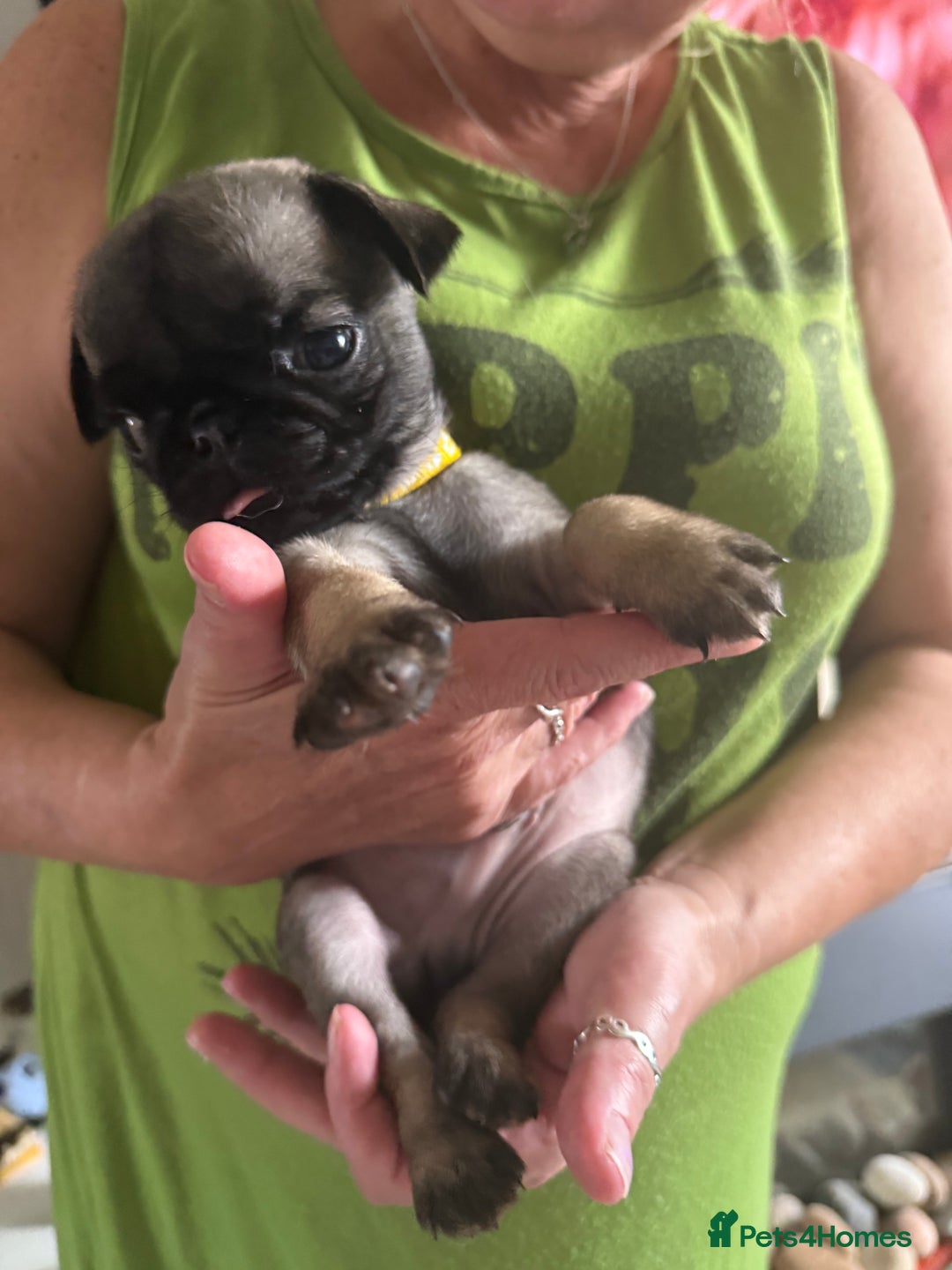 Pug dogs for sale: Pug puppies *READY NOW!!* - Image 28