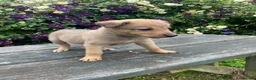 Mixed Breed dogs for sale: Adorable Litter of 9 Border collies - Advert 12