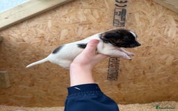 Jack Russell dogs for sale: Adorable Jack russel puppy’s for sale - Advert 2