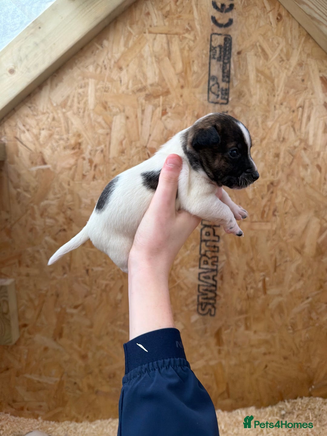 Jack Russell dogs for sale: Adorable Jack russel puppy’s for sale - Advert 2