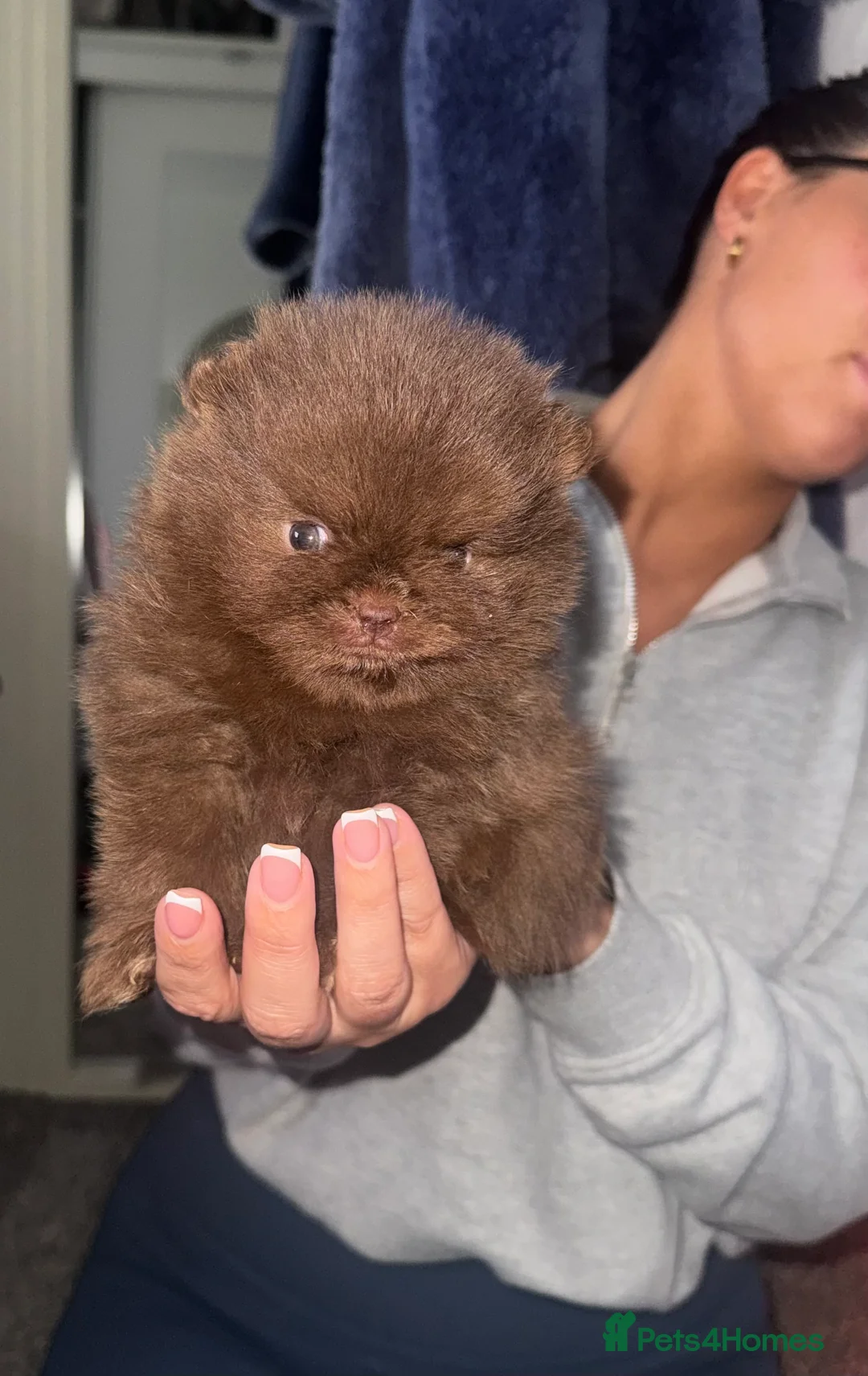 Pomeranian dogs for sale: Pomeranian puppy’s  - Advert 4