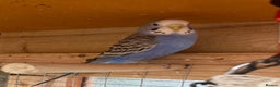 Budgerigars birds for sale: Baby budgies aviary bred  - Advert 17