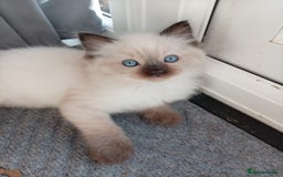 Ragdoll cats for sale: Ragdoll kittens - Advert 15
