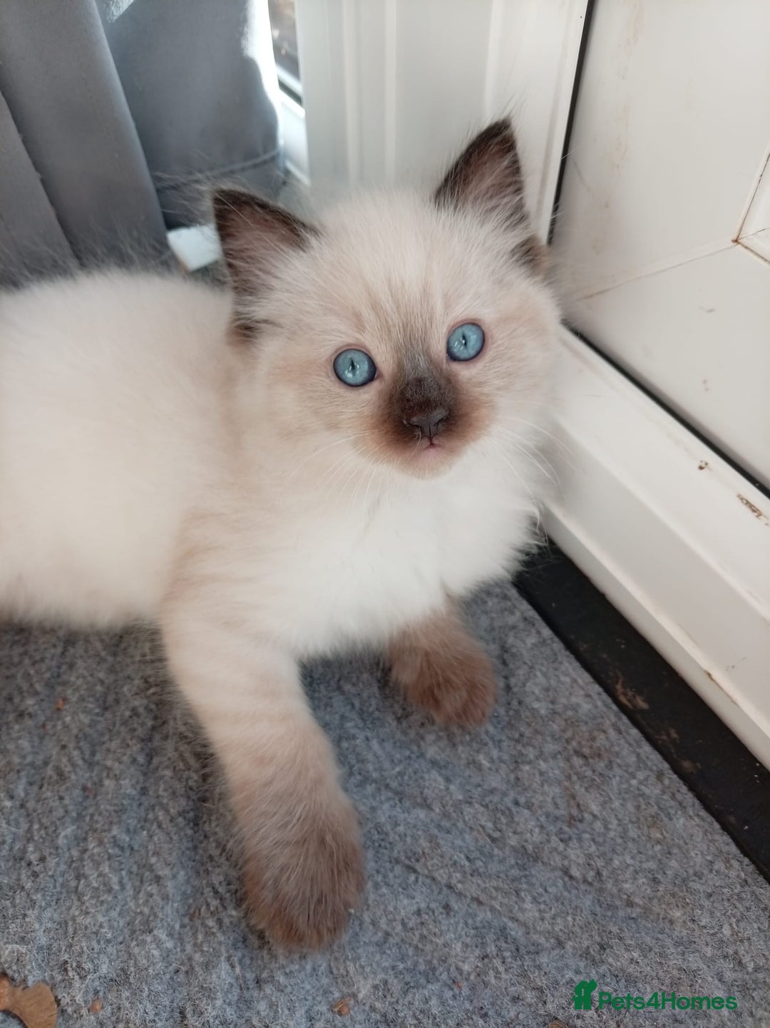 Ragdoll cats for sale: Ragdoll kittens - Advert 15