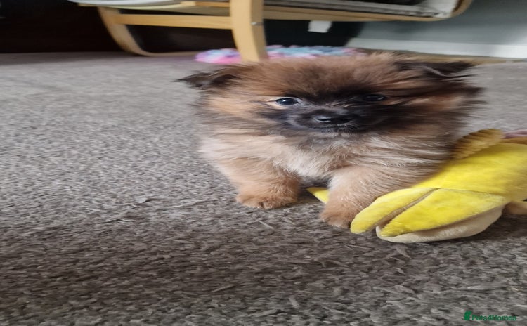 Pomeranian dogs - Advert 11