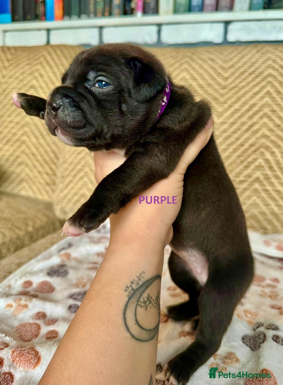 Staffordshire Bull Terrier dogs for sale: Pedigree Staffordshire Bull Terrier Puppies - Image 21