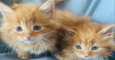 Mixed Breed cats - Advert 10