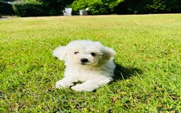 Bichon Frise dogs for sale: Beautiful Bichon Frise puppies - Image 1