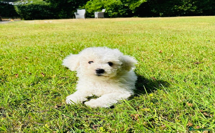 Bichon Frise dogs - Advert 2