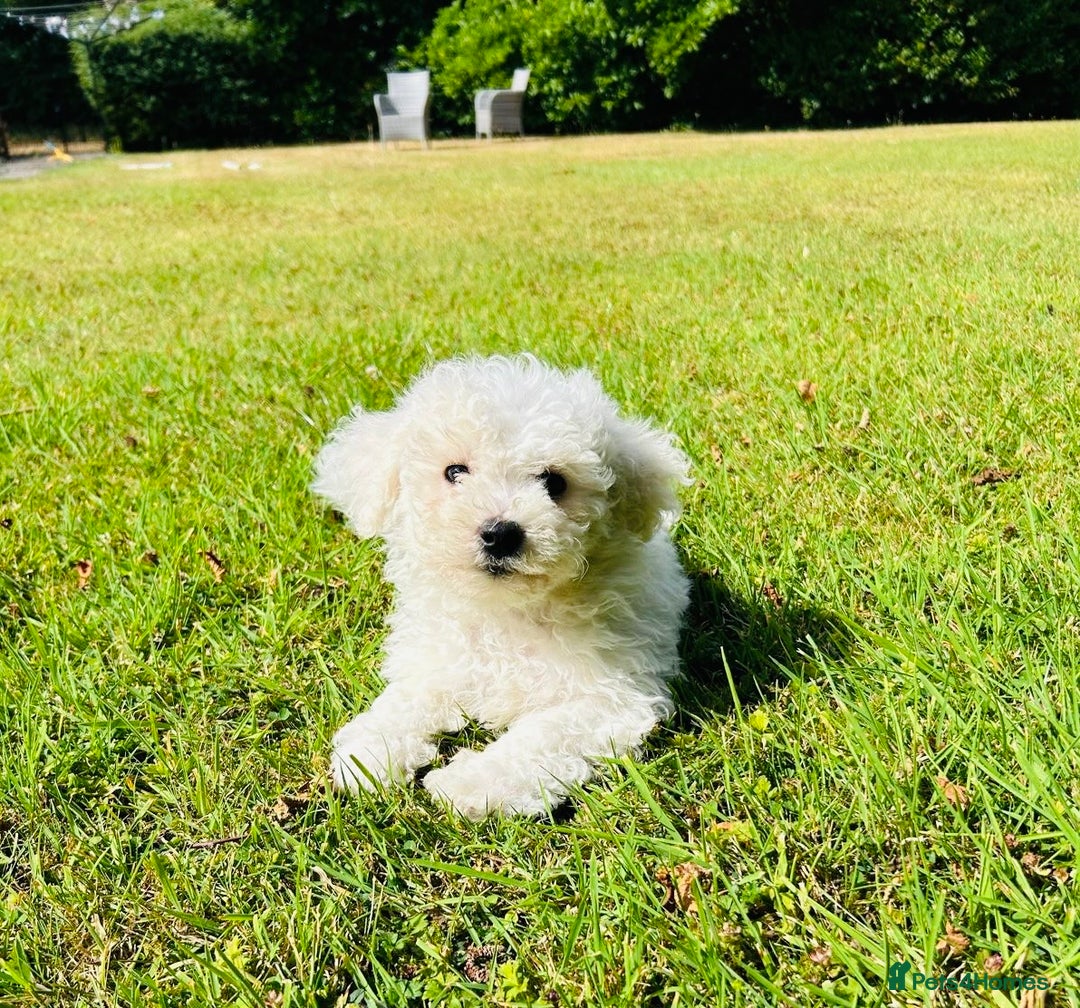 Bichon Frise dogs for sale: Beautiful Bichon Frise puppies - Image 1