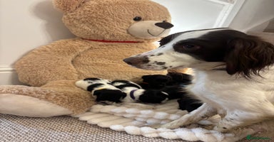 Mixed Breed dogs Cocker Sproodle Puppies ready 16/12 - Advert 2