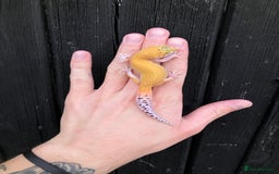 Leopard Gecko reptiles for sale: Baby Leopard Geckos in Downham Market - Image 5