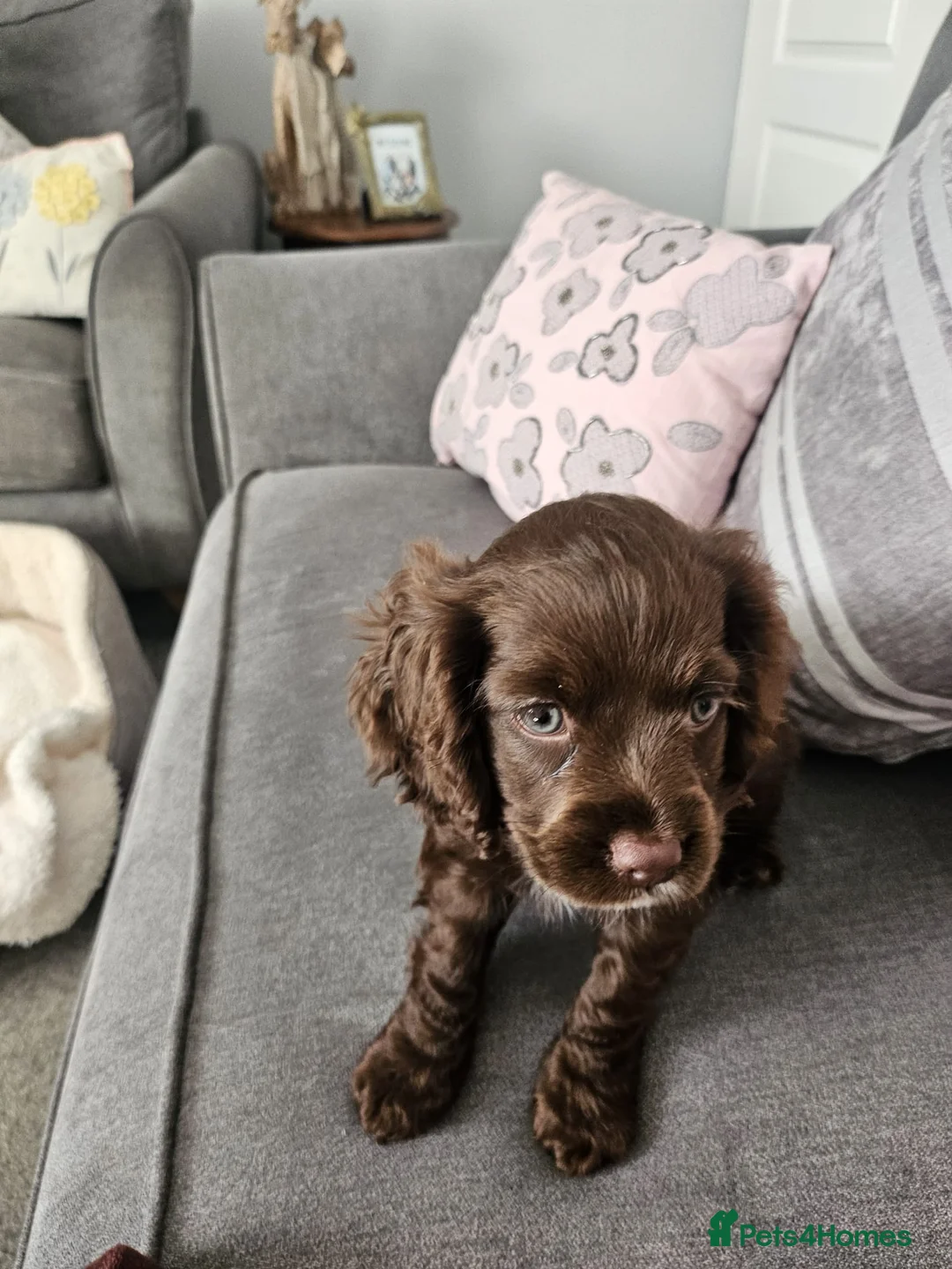Mixed Breed dogs for sale: Cavapoo female puppy - Advert 2