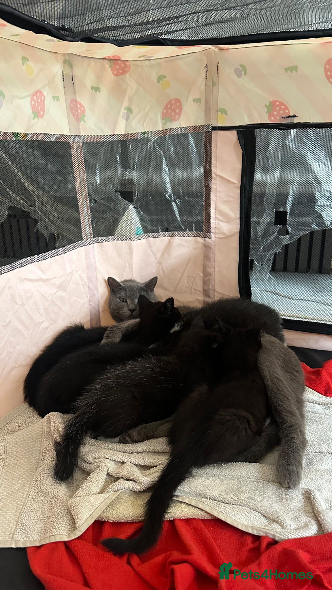 Mixed Breed cats MIXED BRITISH SHORTHAIR MALE - Advert 4