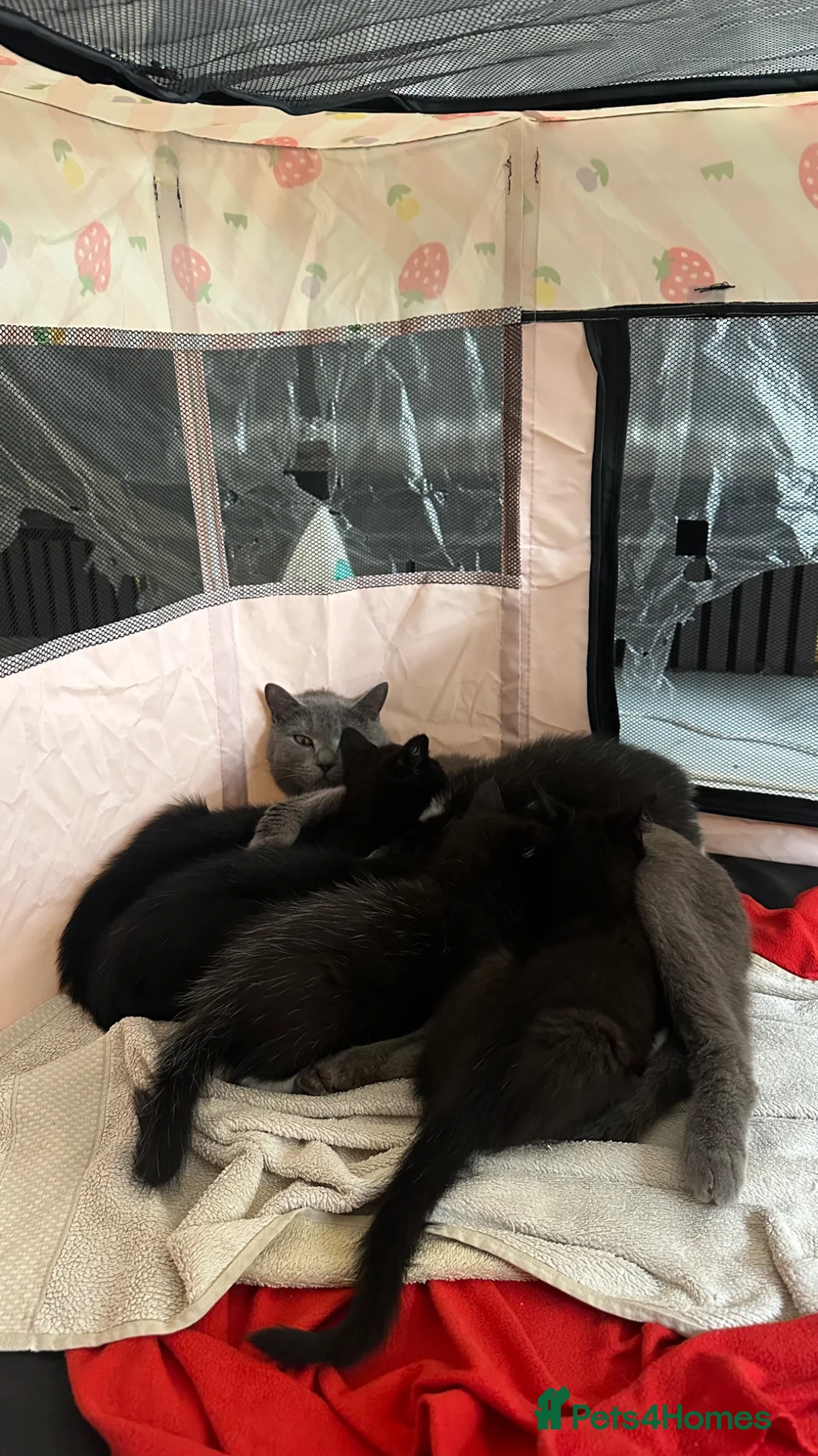 Mixed Breed cats for sale: MIXED BRITISH SHORTHAIR MALE - Advert 1