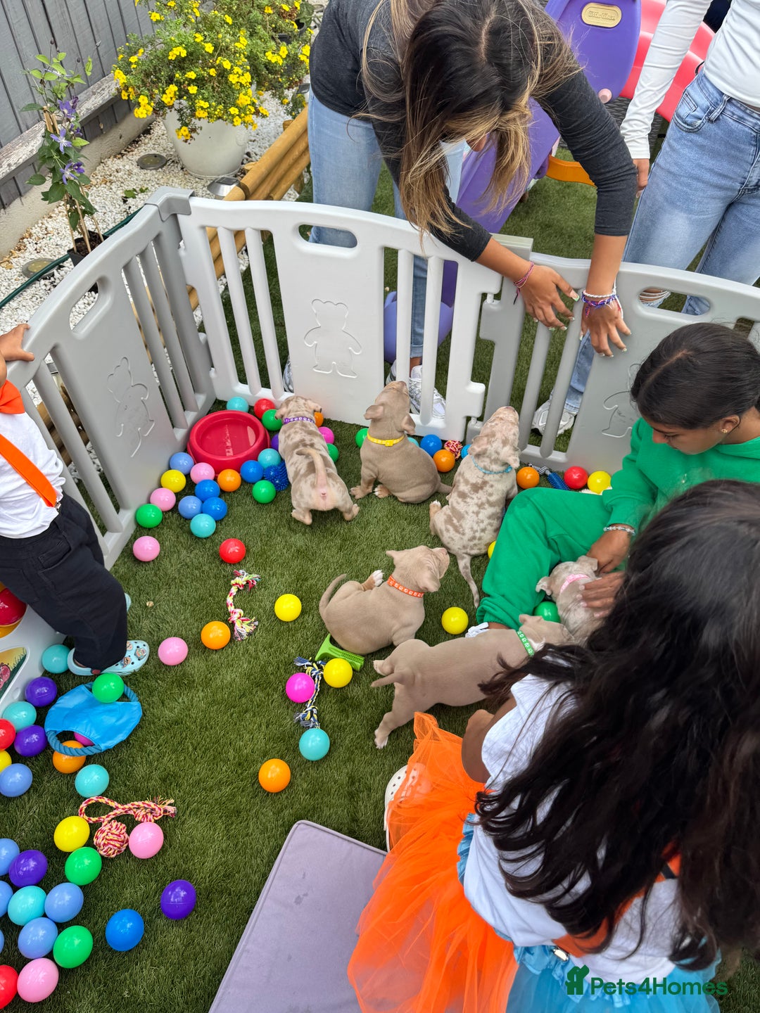 American Bully dogs for sale: FEMALE POCKET BULLY AVAILABLE🤩🏡🩷 - Image 9