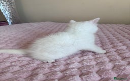 Ragdoll cats for sale: Ragdoll Cross Maine Coon Kitten - Image 4