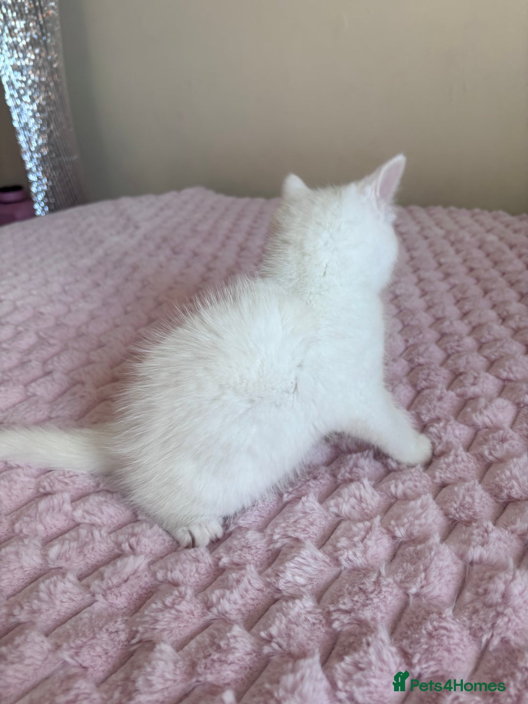 Ragdoll cats for sale: Ragdoll Cross Maine Coon Kitten - Image 4