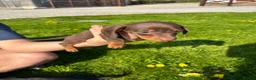 Dachshund dogs for sale: Dachshund puppies - Advert 10