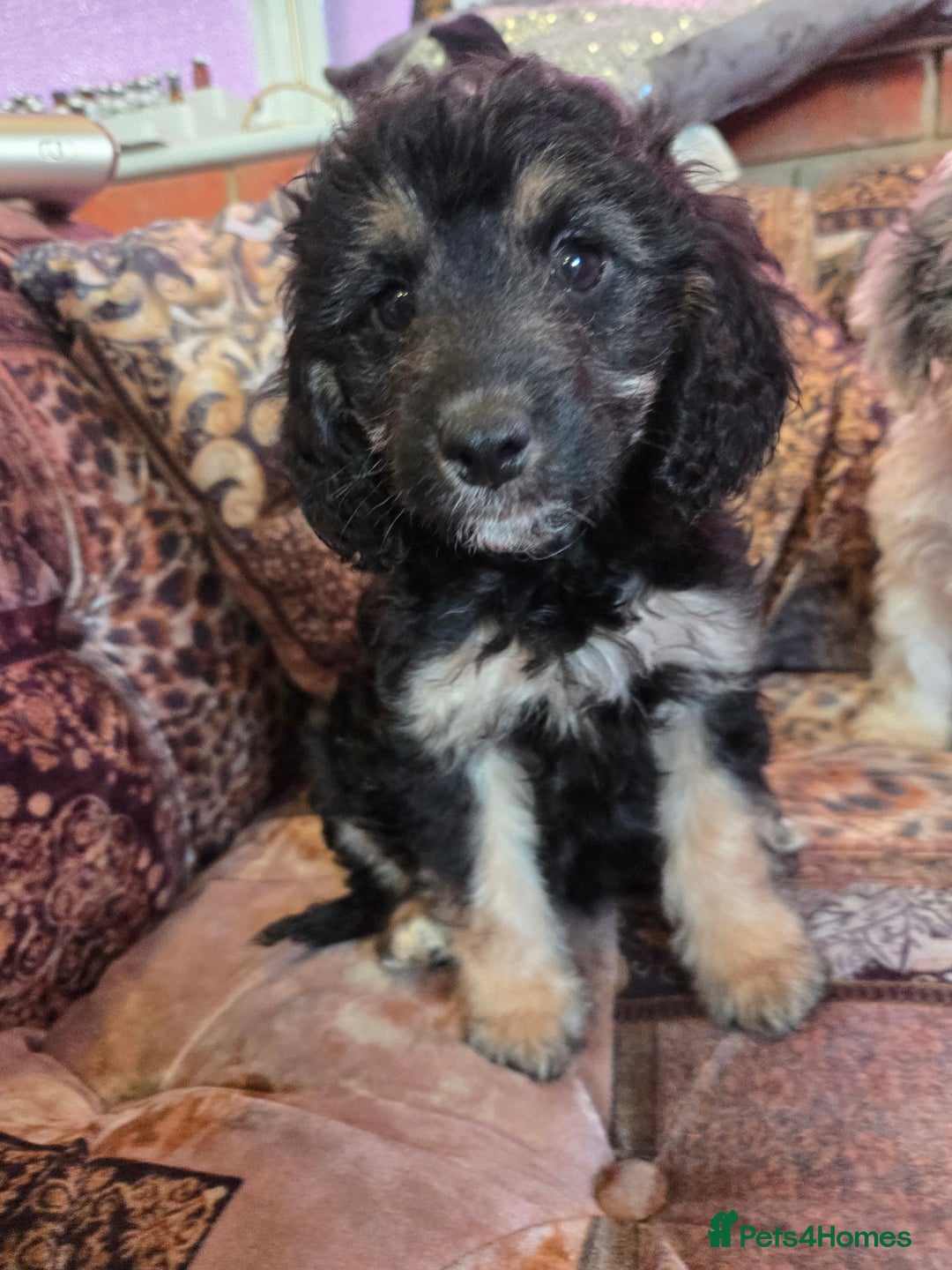 Cockapoo dogs for sale: Stunning mini cockapoo dna checked puppies - Advert 8