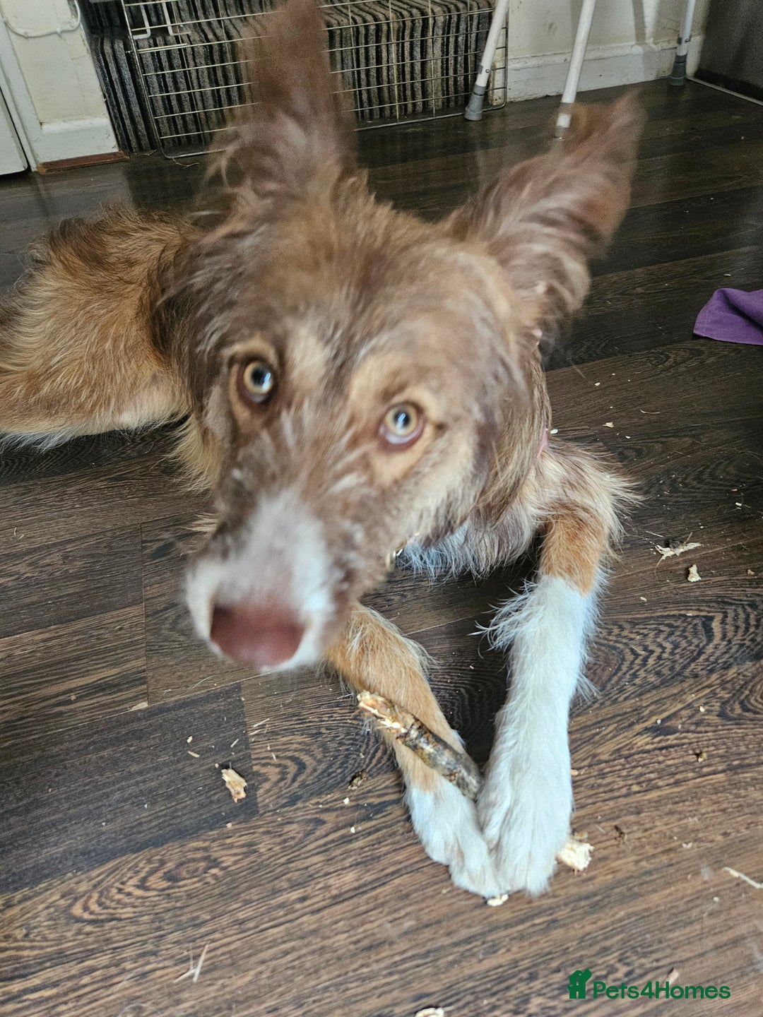 Border Collie dogs for sale: 8 Month Old Border Collie - Koa - Image 4