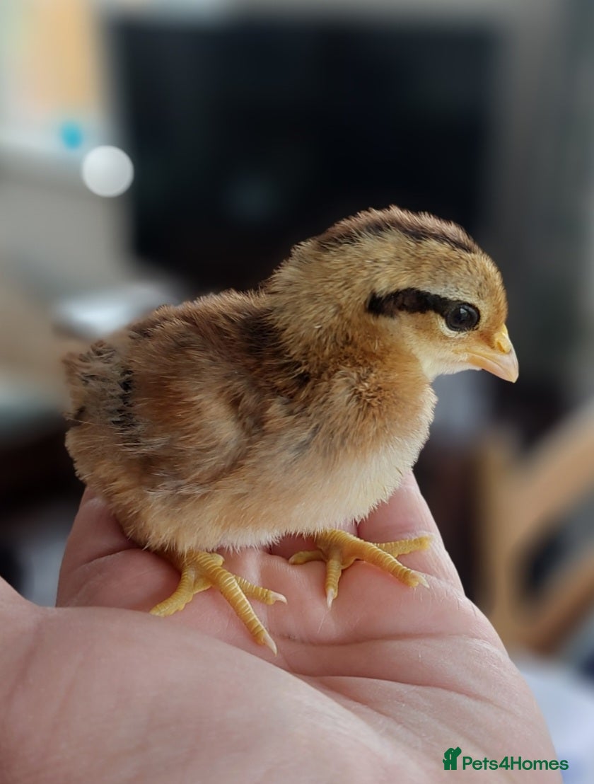 Chickens poultry for sale: American Game bird chicks - Advert 4