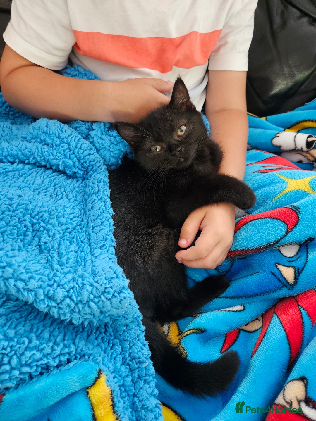 Scottish Fold cats for sale: Adorable Scottish fold Straight Ears Kittens - Image 29