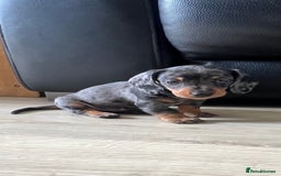 Miniature Dachshund dogs for sale: Last boy KC REG PRA CLEAR - Image 11