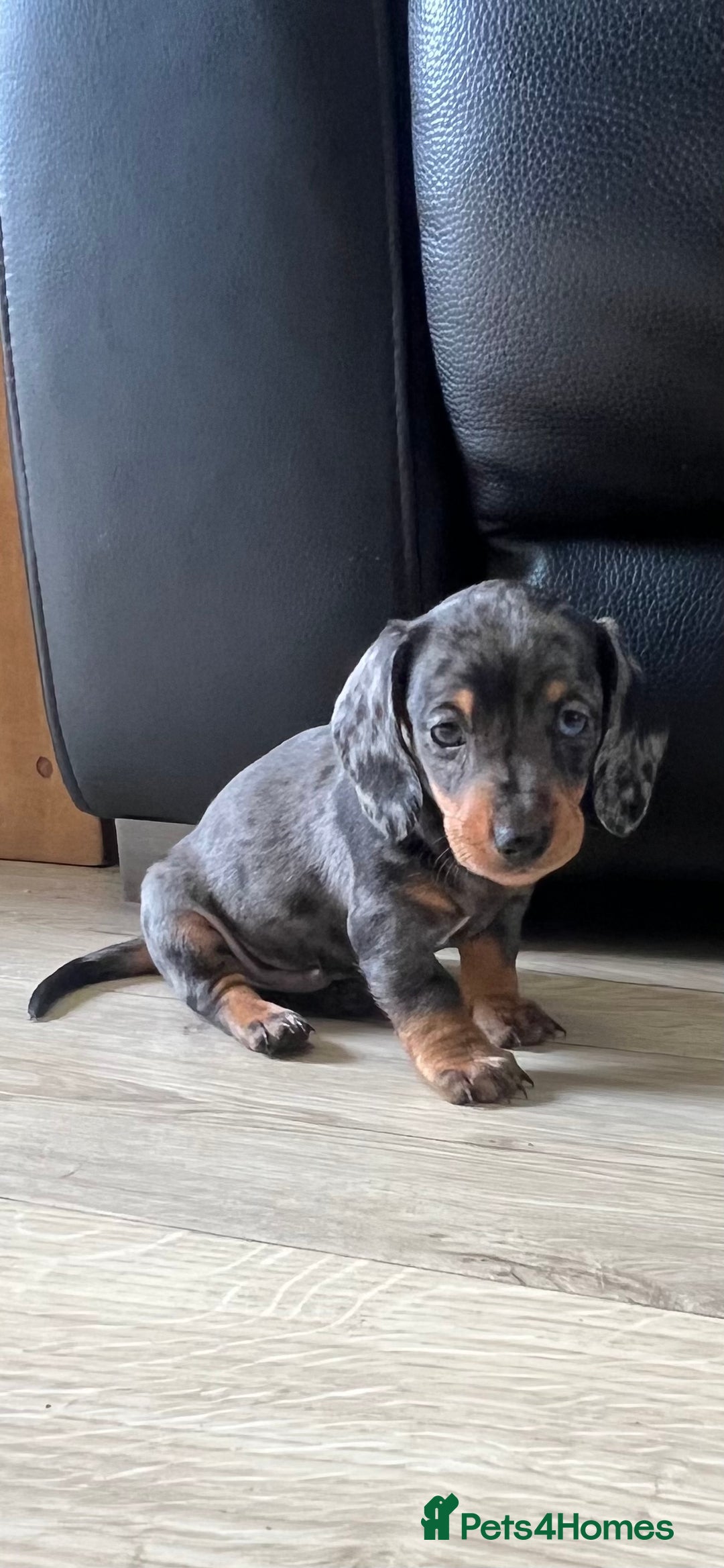 Miniature Dachshund dogs for sale: Last boy KC REG PRA CLEAR - Image 11