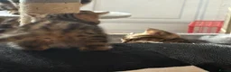 Bengal cats for sale: BENGAL Kittens pedigreed/registered - Advert 3