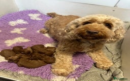 Cockapoo dogs for sale: Cockapoo F1b non moulting health tested puppies  - Image 8