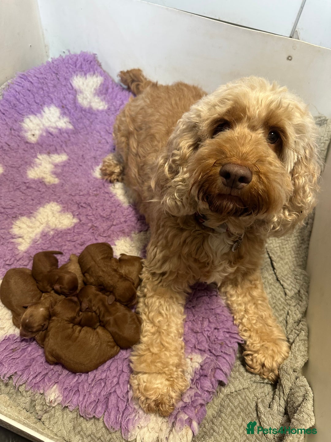 Cockapoo dogs for sale: Cockapoo F1b non moulting health tested puppies  - Image 8