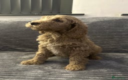 Goldendoodle dogs for sale: Adorable golden doodles - Image 14