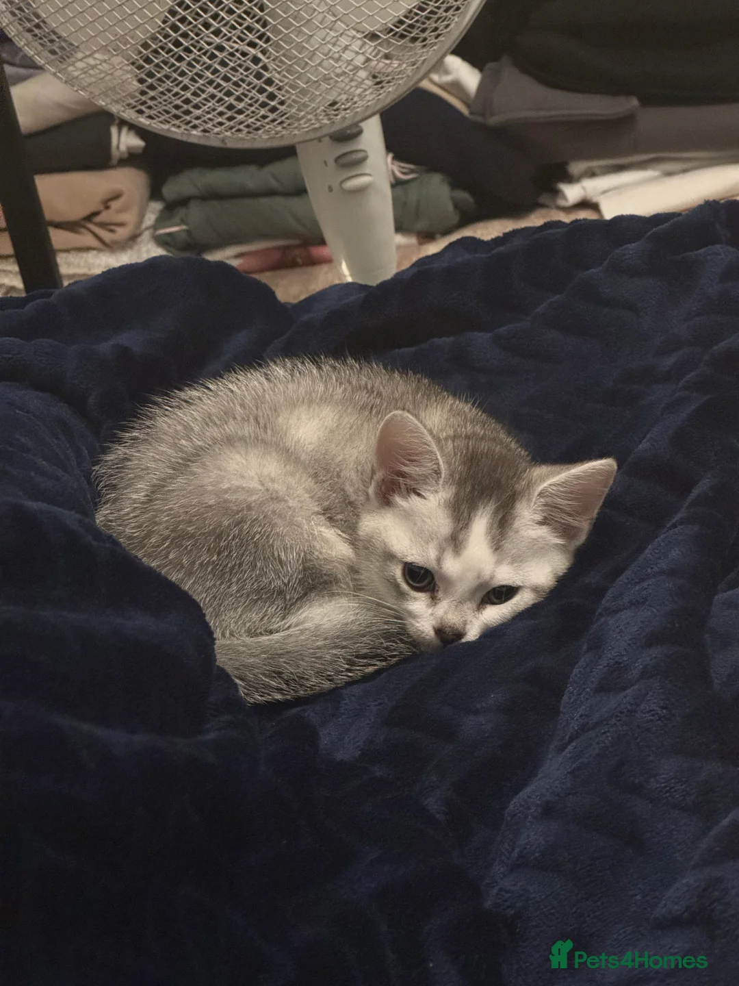 British Shorthair cats for sale: British shorthair domestic kitten boy - Advert 2