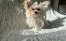 Yorkshire Terrier dogs for sale: Adorable Golddust Yorkshire Terrier Puppy! - Image 13