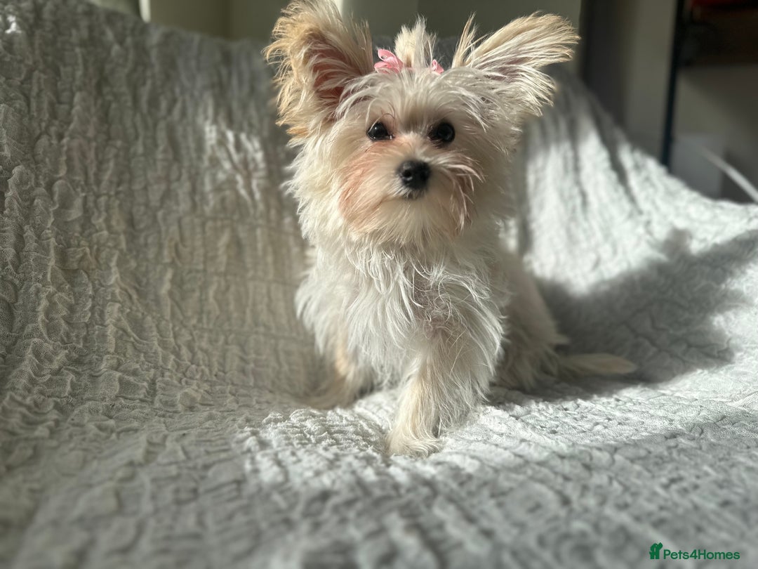 Yorkshire Terrier dogs for sale: Adorable Golddust Yorkshire Terrier Puppy! - Image 13