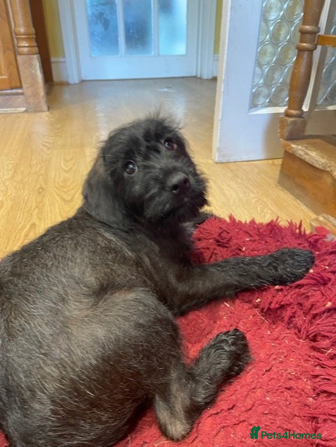 Mixed Breed dogs for sale: Patterdale x cockerpoo puppies - Image 3
