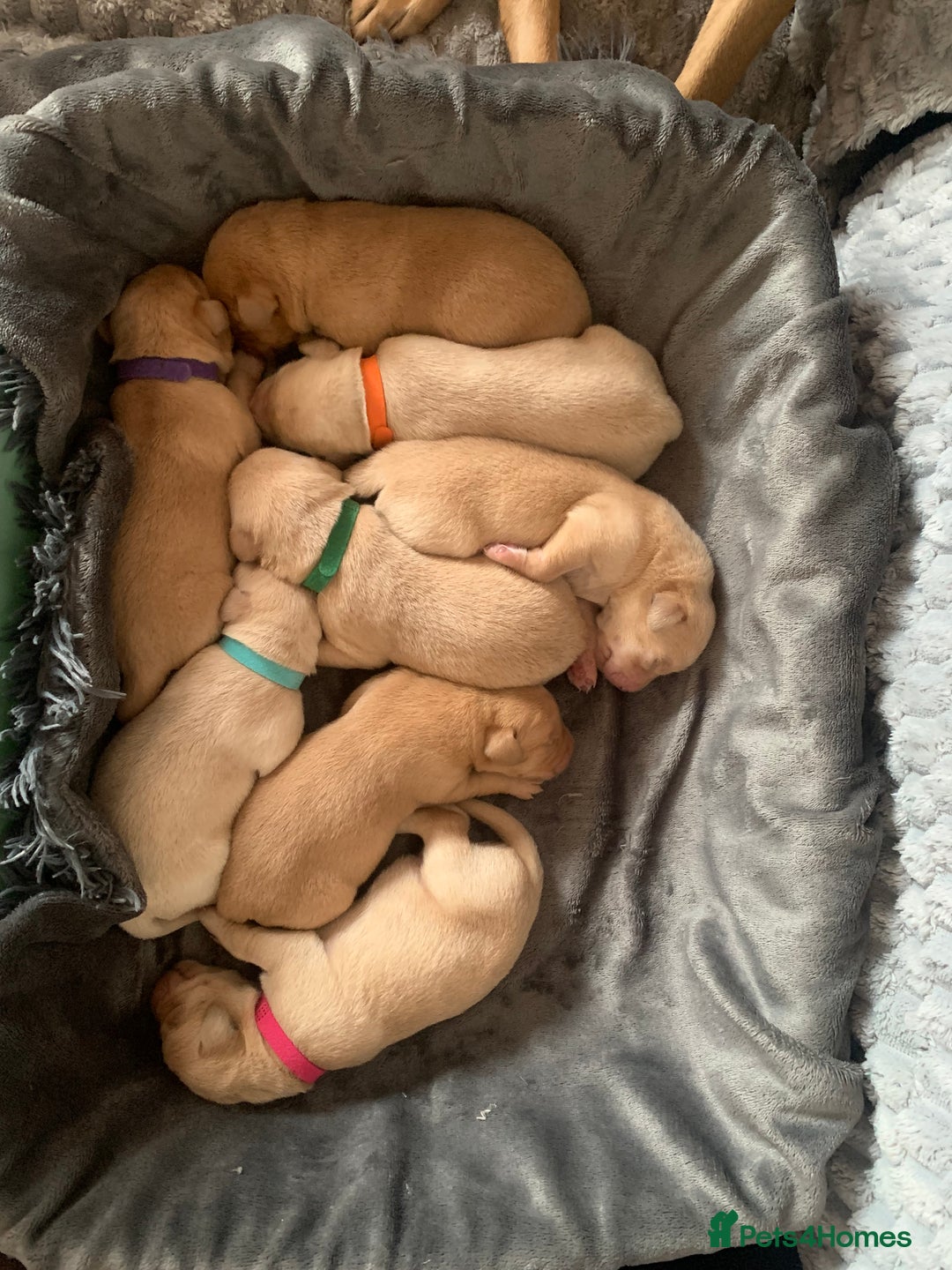 Labrador Retriever dogs for sale: Labrador Retriever Puppies for sale  - Advert 7