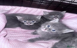 Maine Coon cats for sale: READY NOW Maine coon kittens  - Image 2