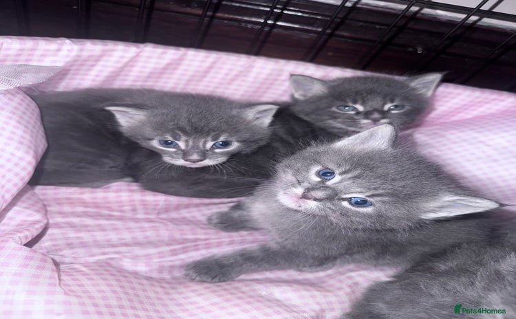 Maine Coon cats - Advert 13