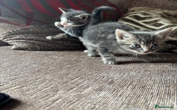 Mixed Breed cats for sale: Kittens for sale  - Image 3