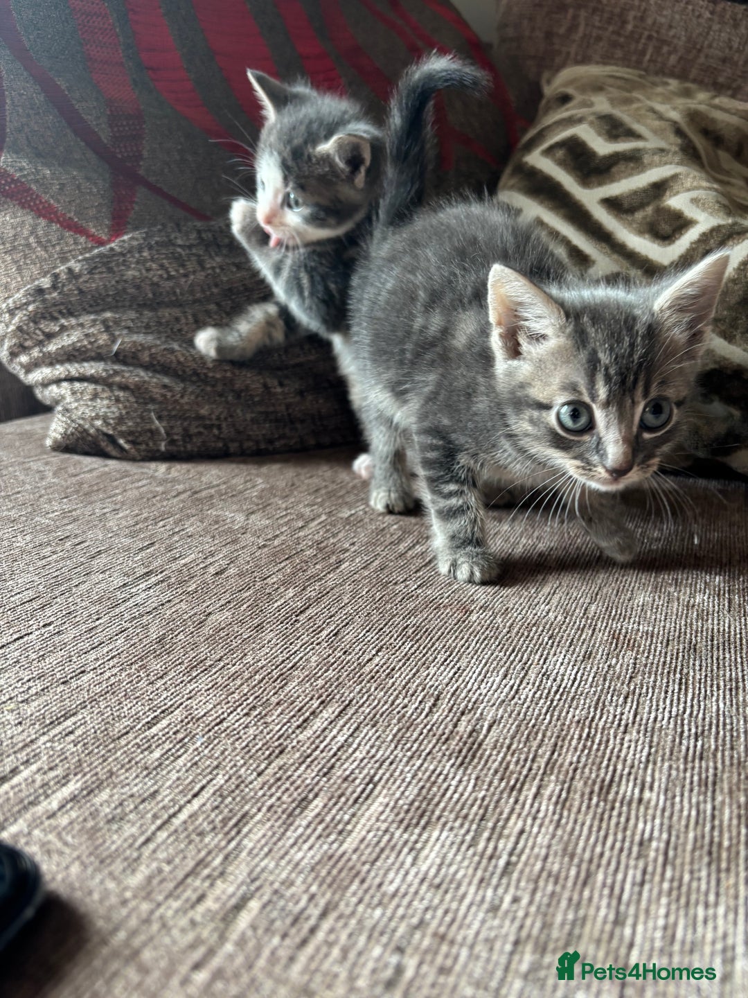 Mixed Breed cats for sale: Kittens for sale  - Image 3