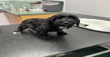 Cockapoo dogs BEAUTIFULL F1 COCKAPOO PUPPYS - Advert 12