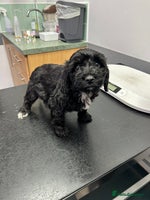 Cockapoo dogs BEAUTIFULL F1 COCKAPOO PUPPYS - Advert 12