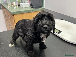 Cockapoo dogs BEAUTIFULL F1 COCKAPOO PUPPYS - Advert 3