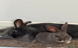 Mixed Breed rabbits for sale: 2 female bunnies - Image 2
